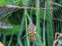 Wespenspinne mit Beute
